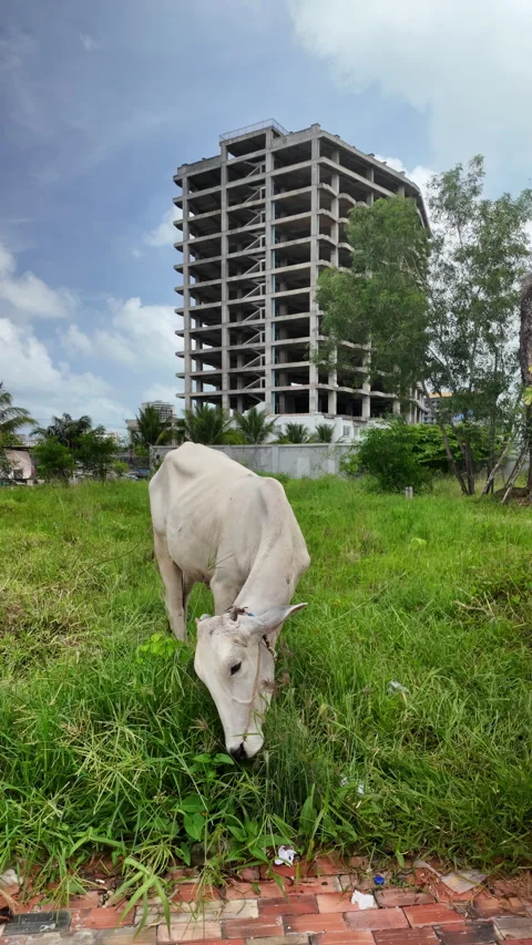 Thin white cow grazes on a patch of wild green grass  Vídeos de archivo 335237997
