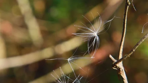 Thin white flower on a stem in the Fall Stock Footage 143166808