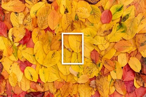 Thin white rectangular hollow frame on yellow autumn leaves 스톡 사진