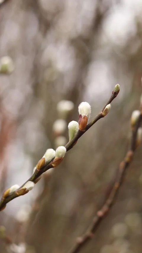 Thin willow branches with seals close-up Video stock 332058879