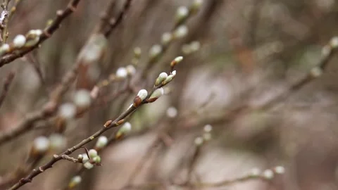 Thin willow branches with seals close-up Stock-Footage 332058883