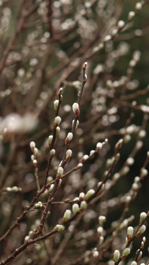 Thin willow branches with seals close-up Stock Footage 332058896