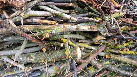 Thin woods, Shrubs. Stock Photos