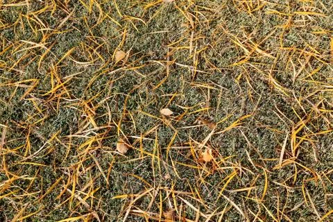 Thin yellow leaves Stock Photos