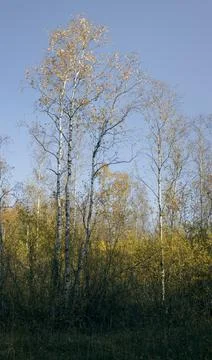 Thin young birches with yellowed falling leaves Stock Photos