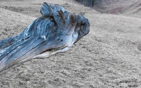 The thing in the forest caught in the tree Stock Photos