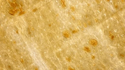 Thing tasty flat bread (lavash, pita, chapati, scone) rotating in 4K. Vídeos de archivo 86641567