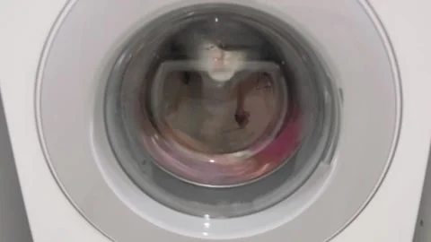 Things washed in rotating drum Video stock 308728216