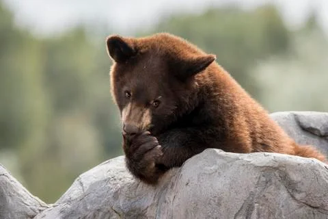 Thinking black bear cub 写真素材