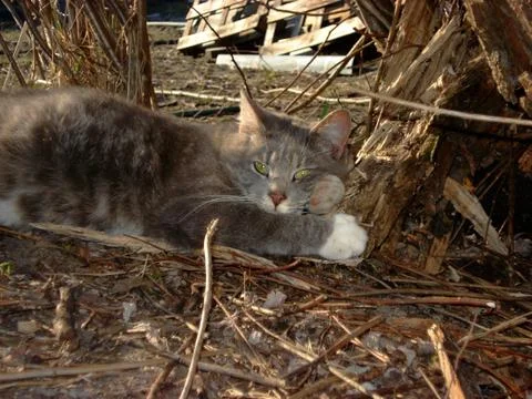 Thinking Cat Stock Photos
