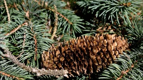 Thinking of Christmas Stock Footage 204907279