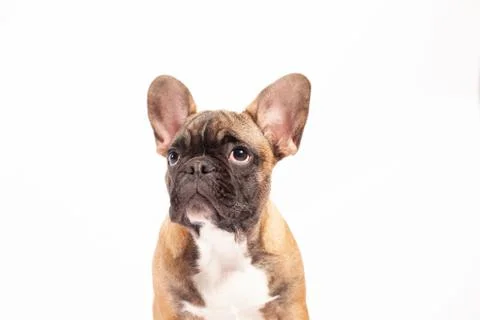 Thinking Dog Stock Photos