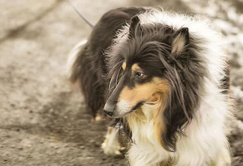 Thinking dog Stock Photos