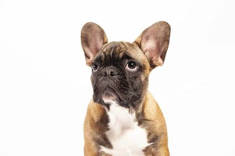 Thinking Dog Stock Photos