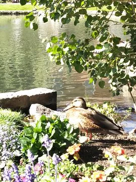 Thinking duck Stock Photos