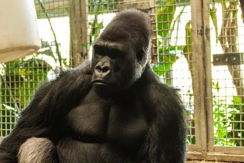 Thinking Gorilla Stock Photos
