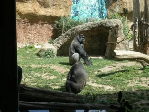 Thinking Gorilla 写真素材