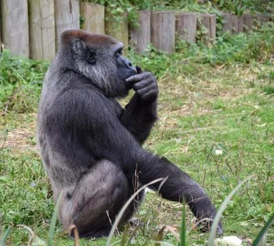 Thinking Gorilla Stock Photos