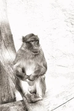 Thinking monkey Stock Photos