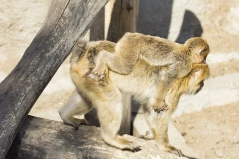 Thinking monkey Stock Photos