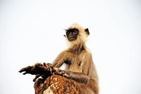 Thinking Monkey Stock Photos