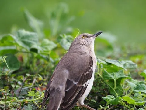 Thinking Northern Mockingbird Foto stock