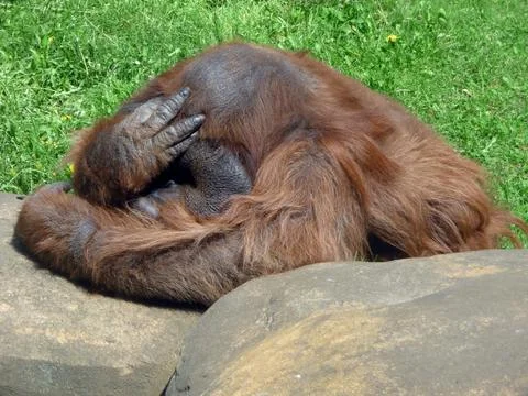 Thinking orangutan Foto stock