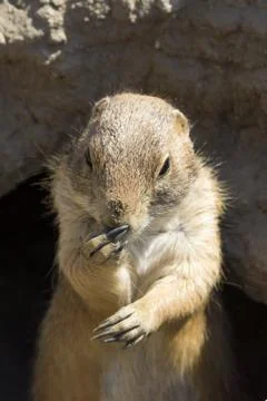 Thinking souslik (ground squirrel) Stock Photos