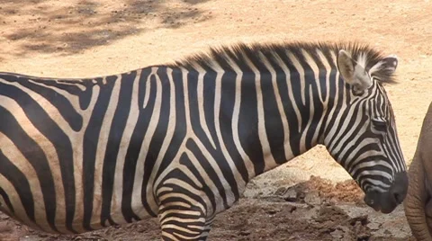 Thinking Zebra Stock Footage 8273577