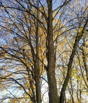 Thinned crowns of autumn trees. Foto stock