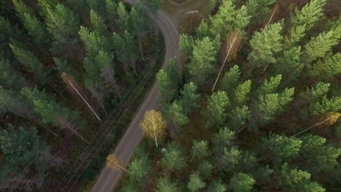 Thinned forest and forest machine trails by a small road Stock Footage 70550421