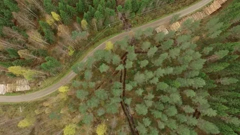 Thinned forest by a forest road in autumn, rising aerial shot Stock Footage 70545108