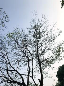 Thinning Tree Silhouette in Bright Sky for Climate Concept Stock Photos