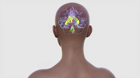 Third brain ventricle, animation Video stock 295186702