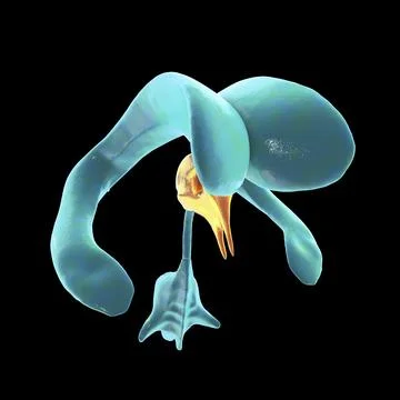 The third brain ventricle, illustration Stock Illustration