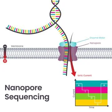 Third Generation Sequencing Nanopore Sequencing scientific vector illustration Illustrazione stock