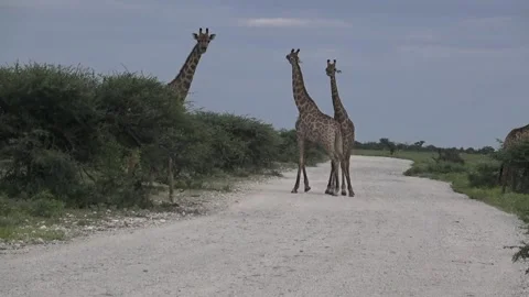 Third giraffe crosses the track; pair resumes necking — Contin..— Part 5 Stock Footage 319960794