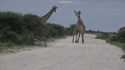Third giraffe crosses the track; pair resumes necking — Contin..— Part 5 Stock Footage 319960796