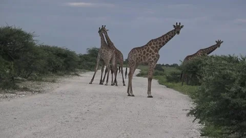 Third giraffe watches us; pair swings without contact — Part 6 스톡 동영상 319960797