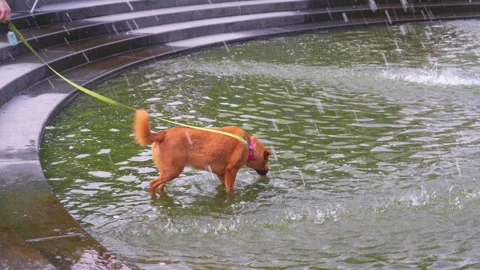 Third Heat Wave affected in Washington Square Park in New York City on 2024 Video stock 279862569