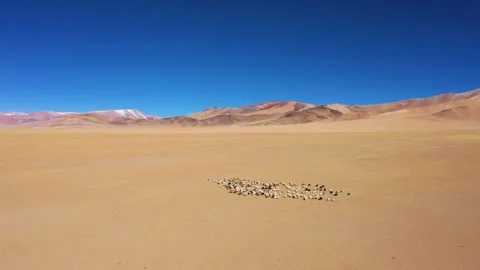 The third pole of the world, animal migration Stock Footage 241978810