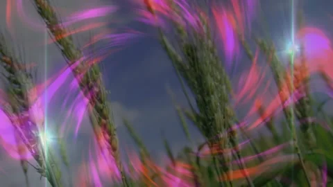 At third second light ribbons swirling green wheat stalks sparking star flares Stock Footage 317116997