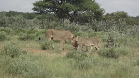 Third sibling joins; brief play with the smaller cub  Part 2 Stock Footage 320354511