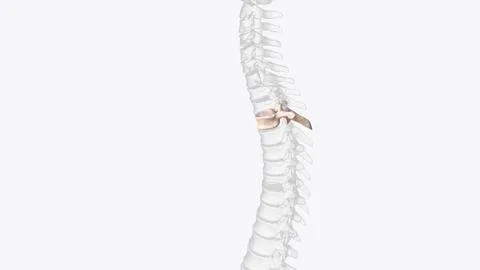 Third thoracic vertebrae (T3): The thoracic spinal nerve 3 passes through und イラスト素材