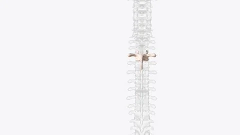 Third thoracic vertebrae (T3): The thoracic spinal nerve 3 passes through und イラスト素材