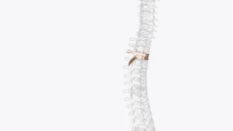 Third thoracic vertebrae (T3): The thoracic spinal nerve 3 passes through und イラスト素材