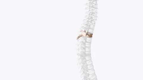 Third thoracic vertebrae (T3): The thoracic spinal nerve 3 passes through und イラスト素材
