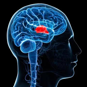 Third ventricle; artwork Stock Illustration