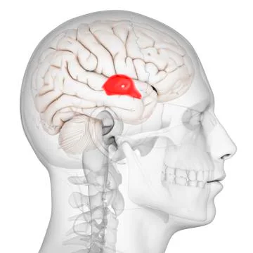 Third ventricle; artwork Stock Illustration