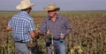 Thirsted Farmer Man Drink Water Partner Meeting Hot Day Ripe Sunflower Harvest 4k or 4k+ Resolution